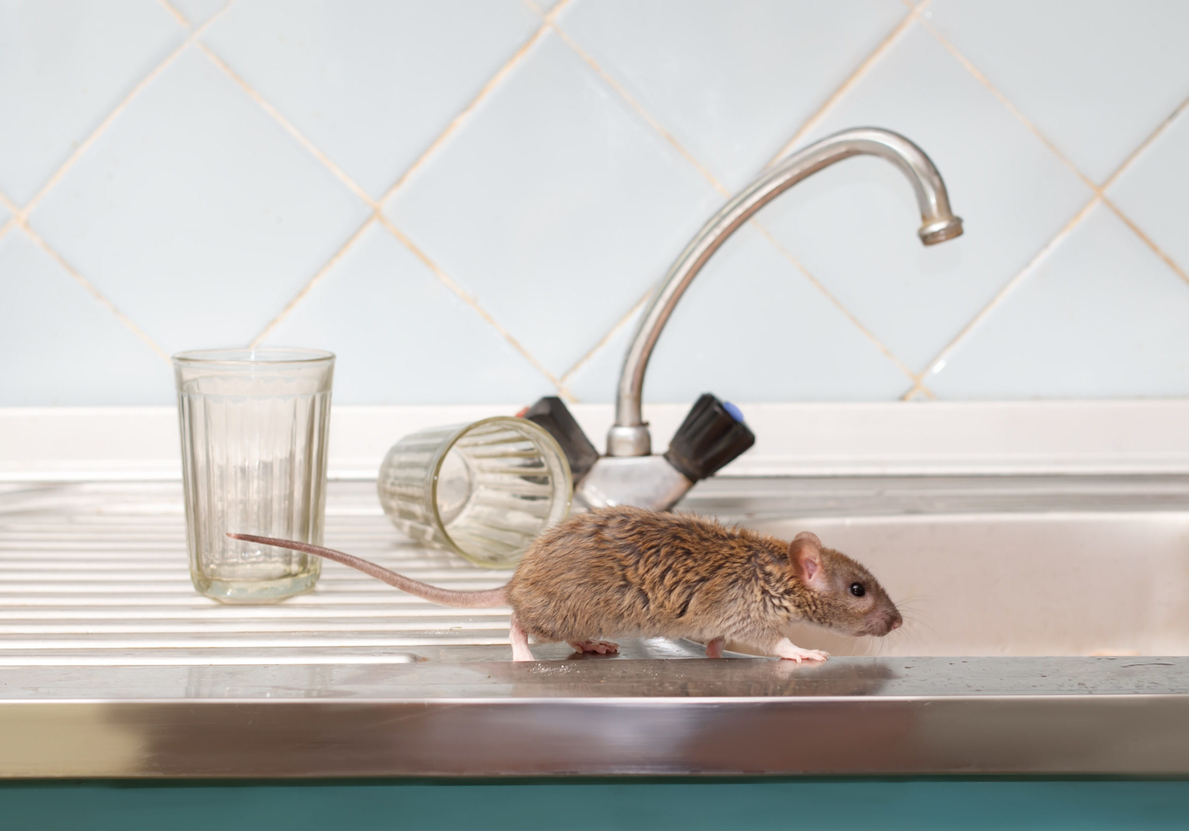 Closeup young rat (Rattus norvegicus) prowls on the sink at kitchen on background of two faceted glasses. Fight with rodents in the apartment. Extermination.