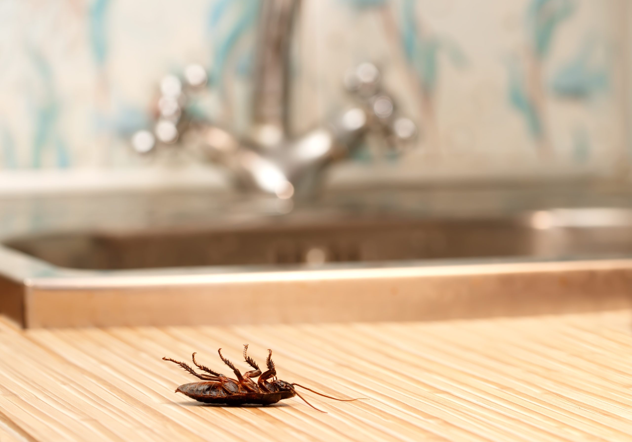 Dead cockroaches in an apartment house Dead cockroaches in an apartment house on the background of the water faucet. Inside high-rise buildings. Fight with cockroaches in the apartment. Extermination.