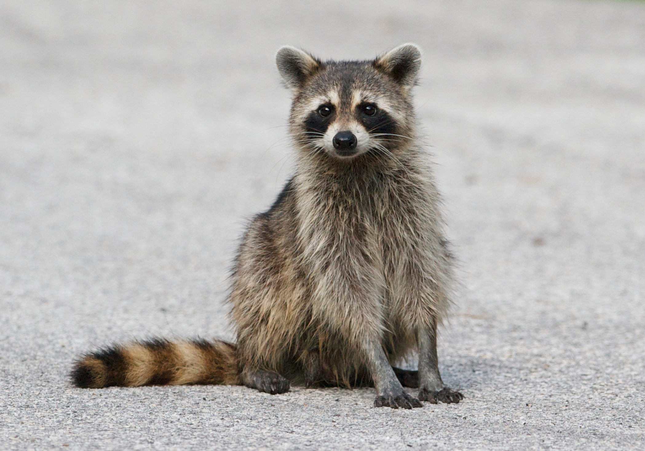 Raccoon in middle of asphalt road